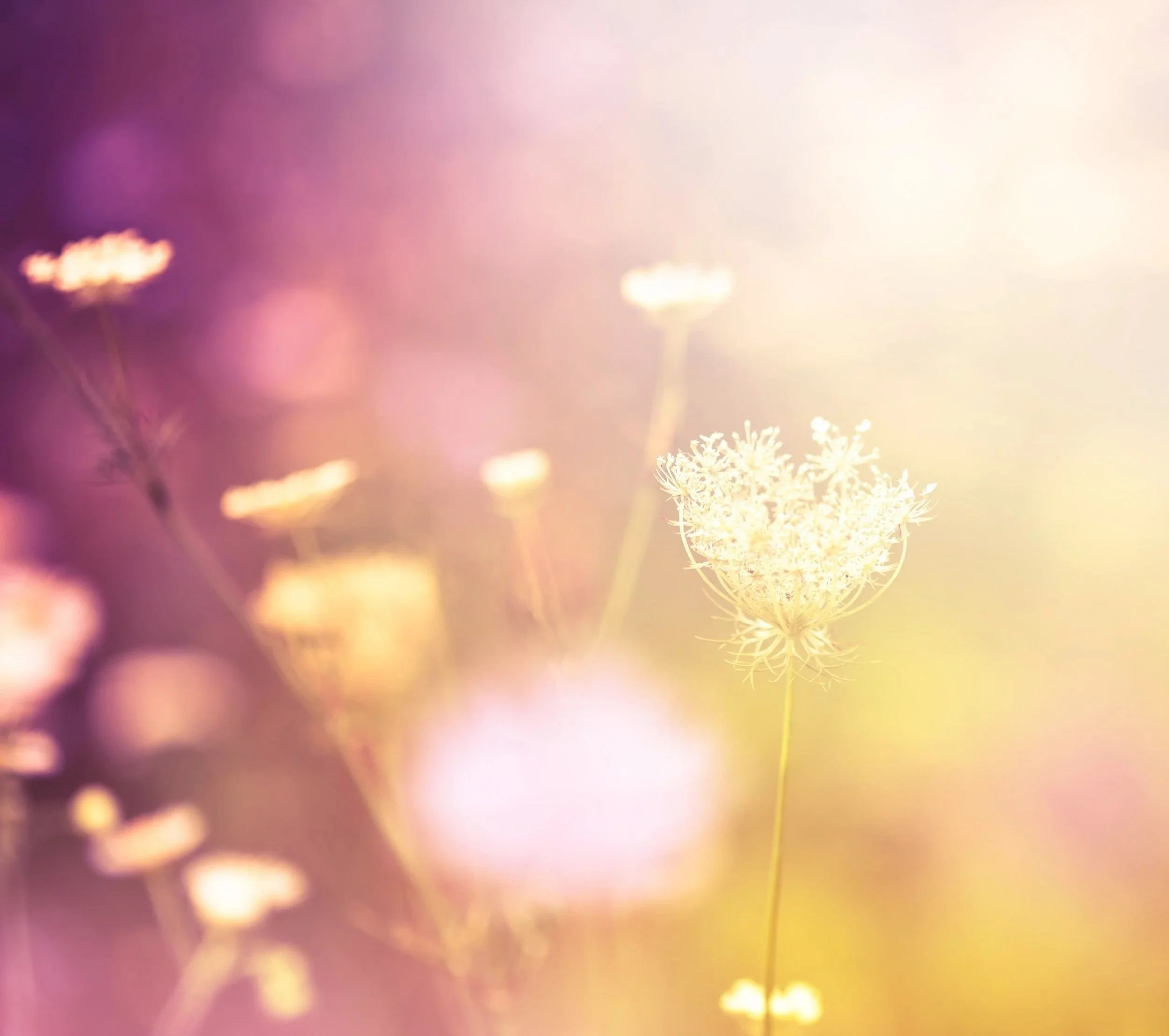 Amera Rose | Spiritual Life Coach, Midwife, Reiki Master & Intuitive Consultant | Holistic Guidance & Support for Women on Their Inner Journey - Spiritual Coaching, Soulful Mama Coaching & Reiki Energy Healing
