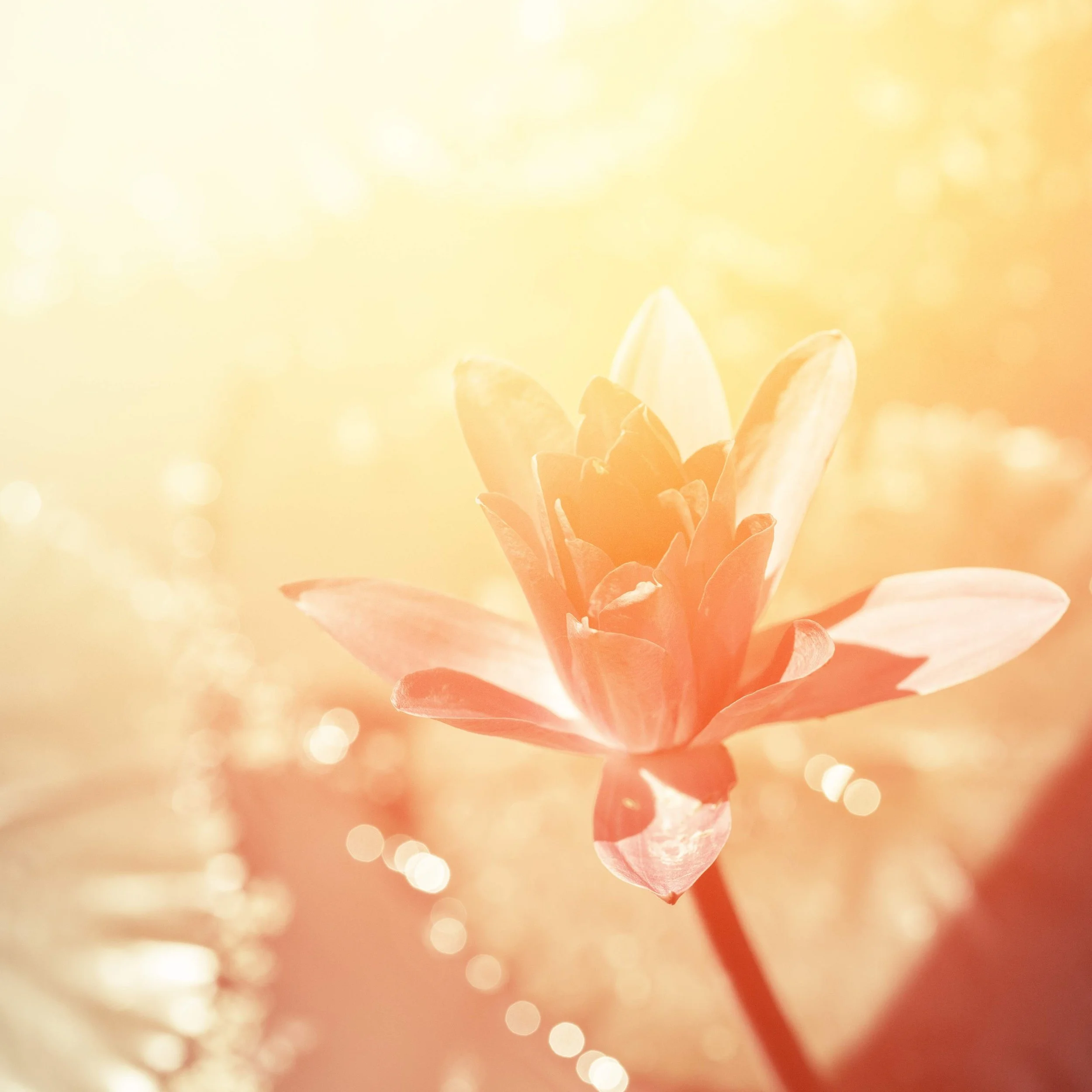 Amera Rose | Spiritual Coach & Midwife | Soulful Mama Journey  - Holistic Support and Guidance for Women on their Journey into Conscious Pregnancy, Birth & Motherhood.