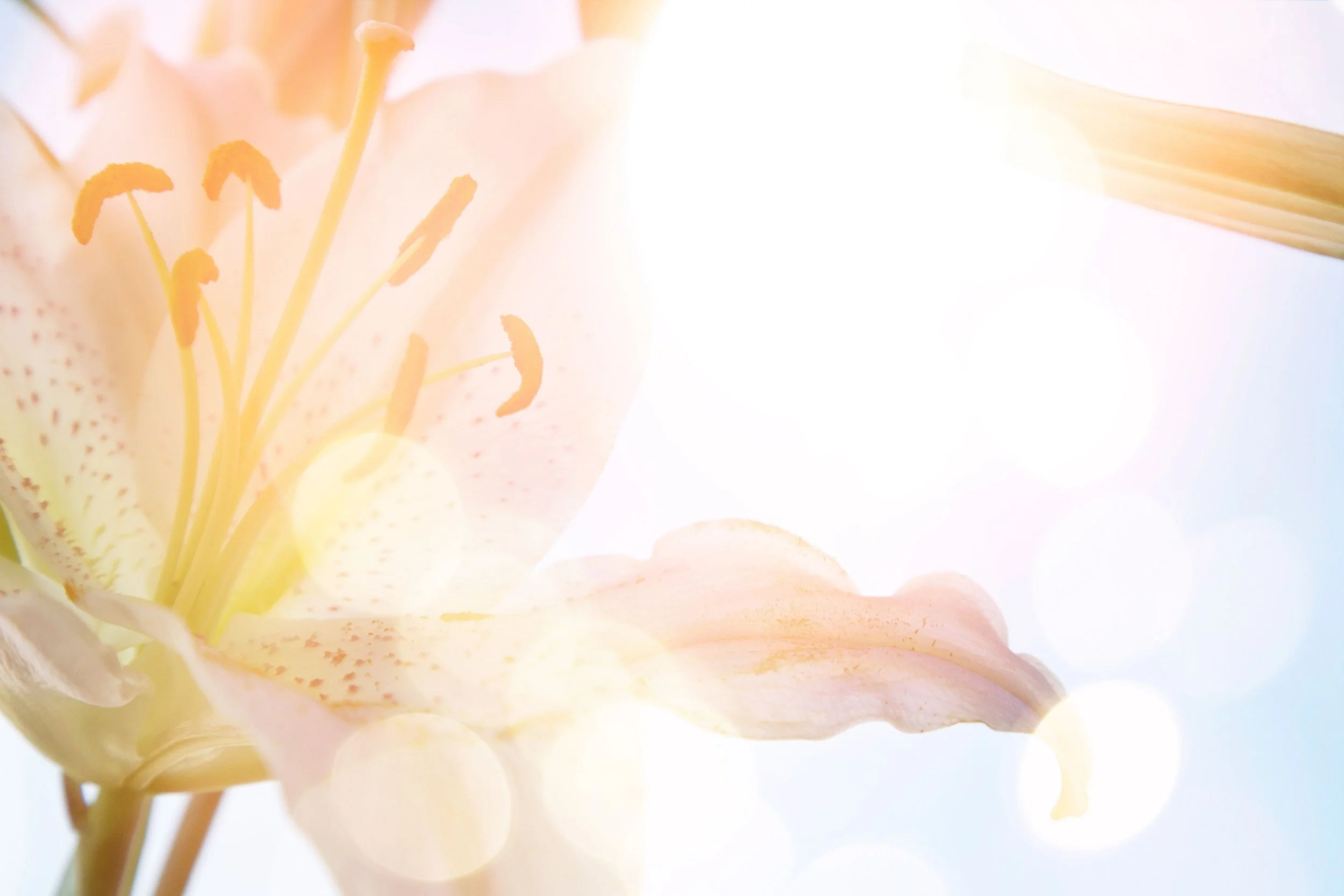 Amera Rose | Spiritual Mentor, Midwife & Manifestation Coach guiding spiritual women embody their feminine energy, cultivate deep self love, and become magnetic to soul aligned love and abundance.