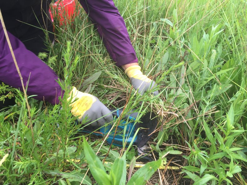 Collecting forage samples for the planned grazing pasture