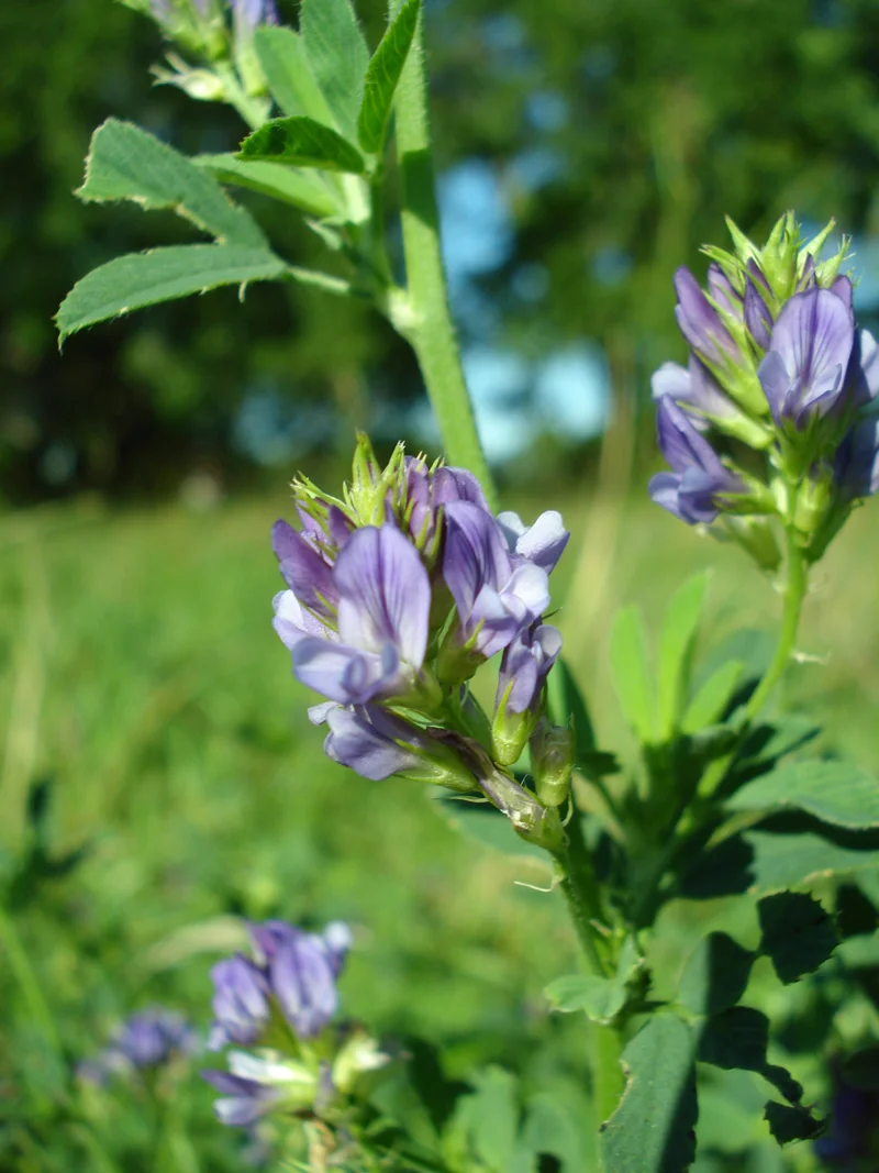 Alfalfa-Closeup-R.jpg