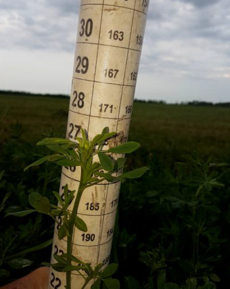 Alfalfa-Measure.png