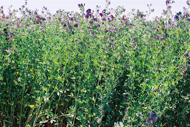 WANTED: Hay Fields for Testing