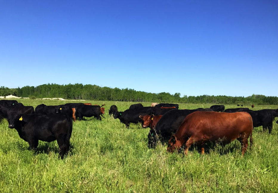 6) Bouw Family Farm