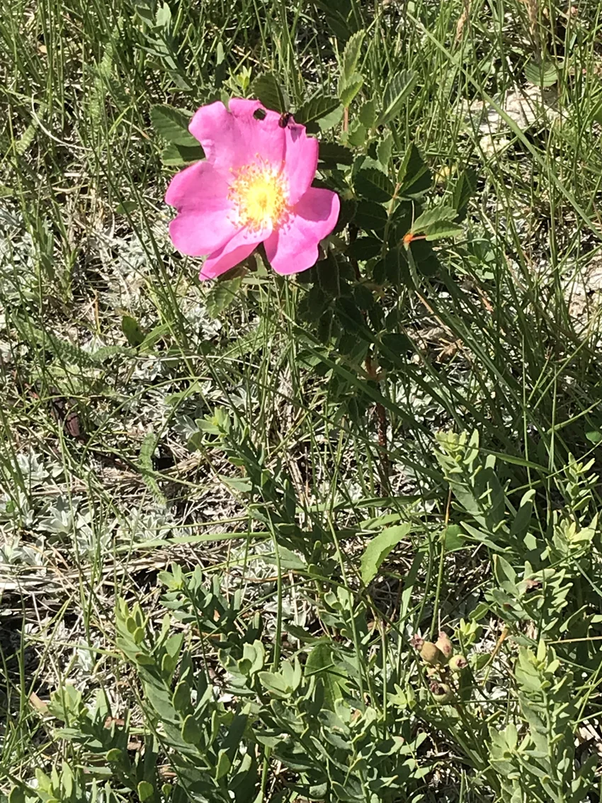 pink-single-flower.jpg