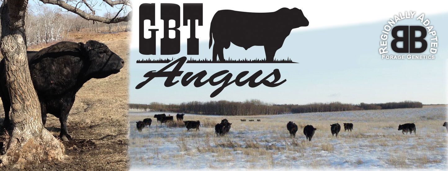 GBT Angus