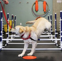 Zoom Room Dog Training Franchise episode artwork