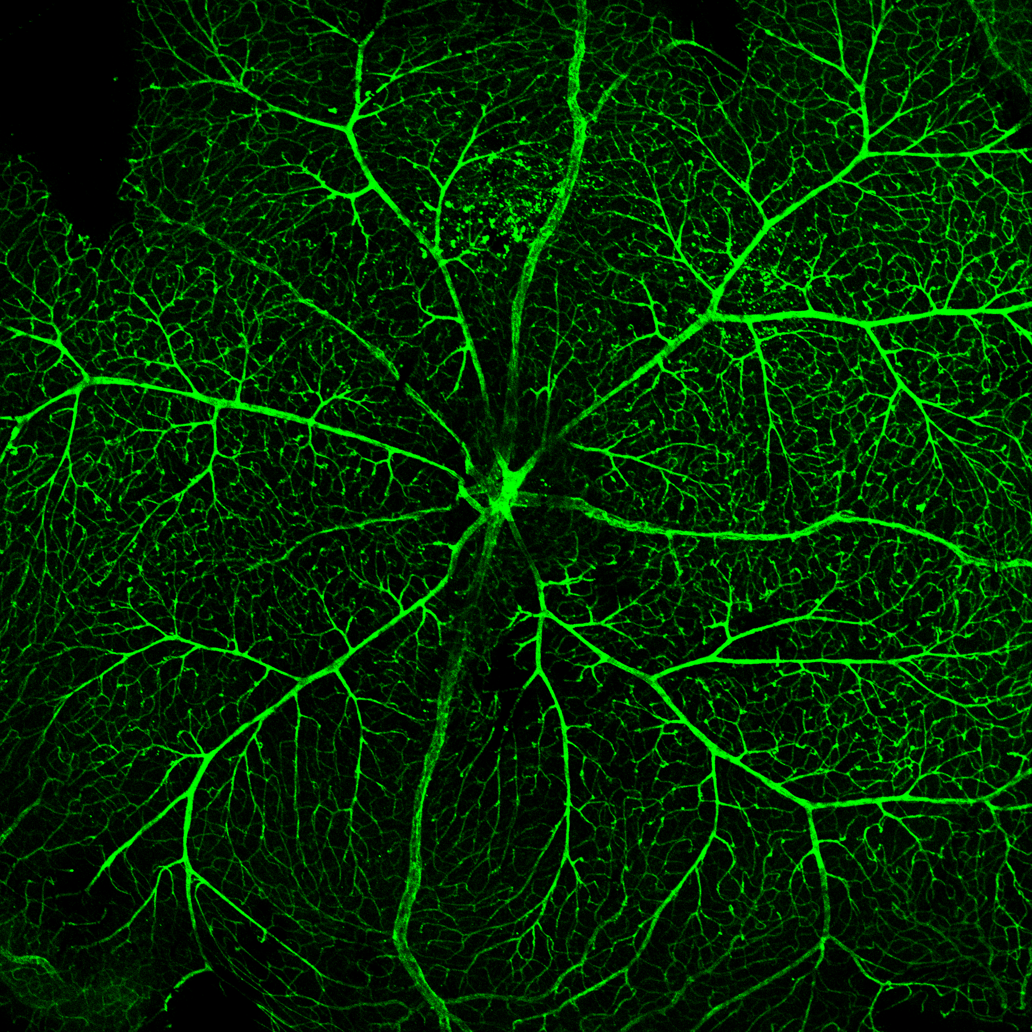 4mcKO_DL_Tom Lectin_4x_1.png