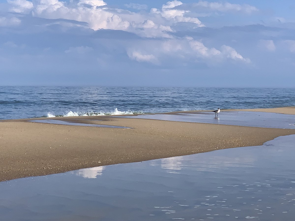 Beautiful beach scene with seagull