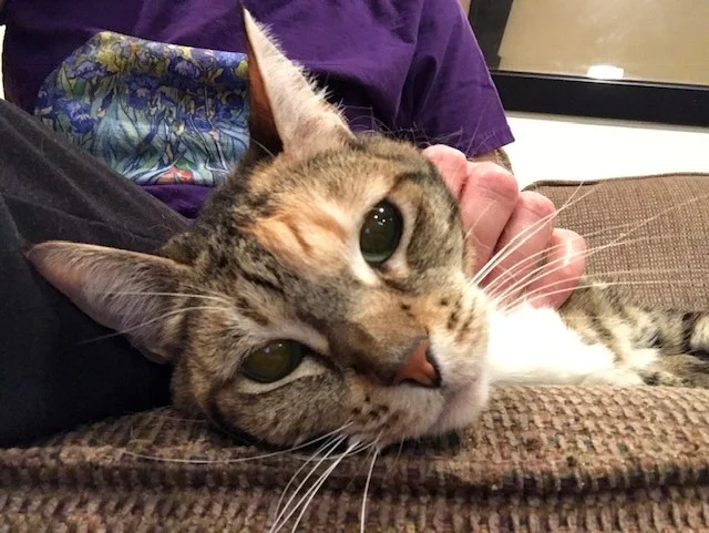 CHLOE