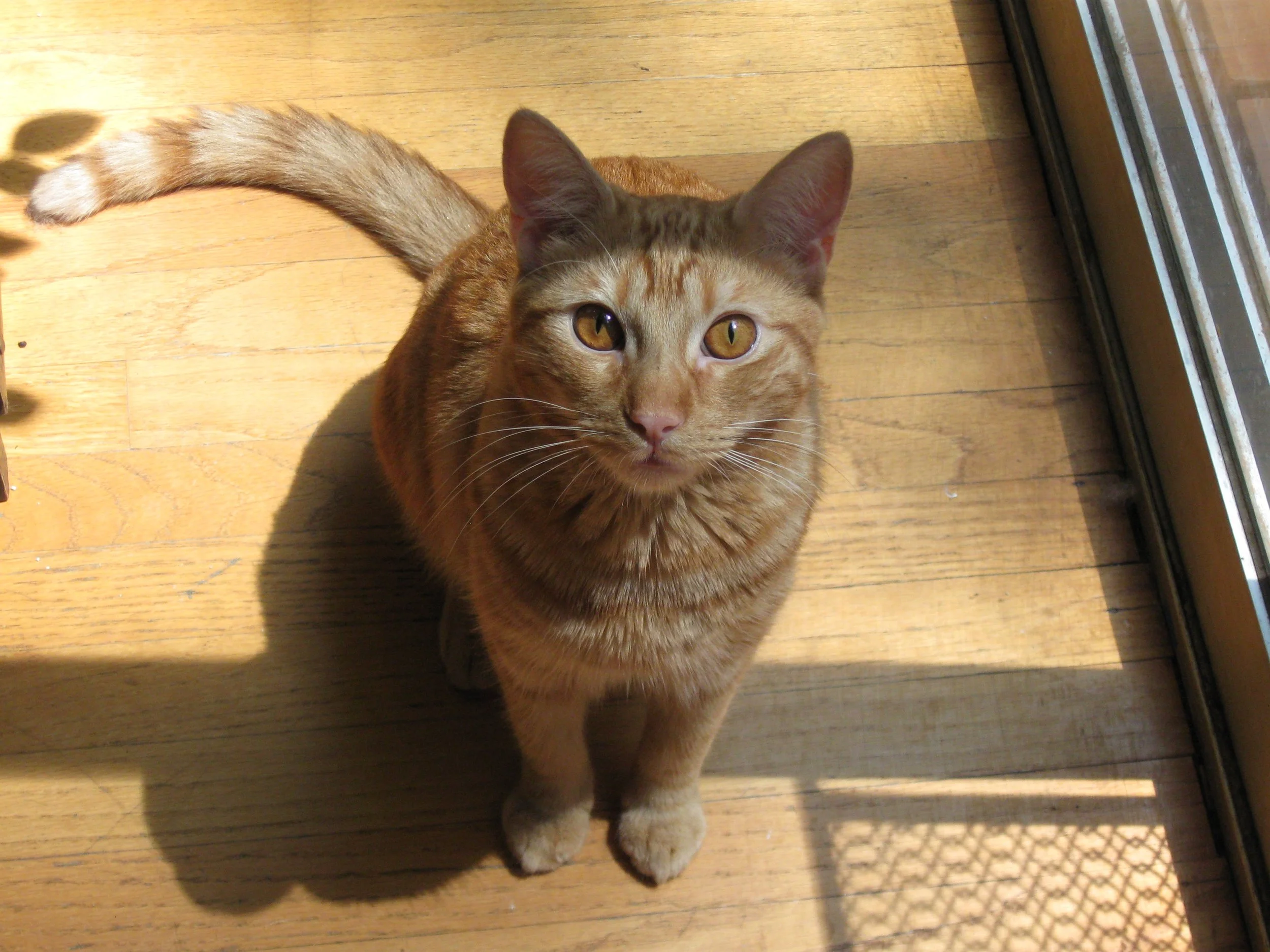 Introduction to Animal Communication Workshop