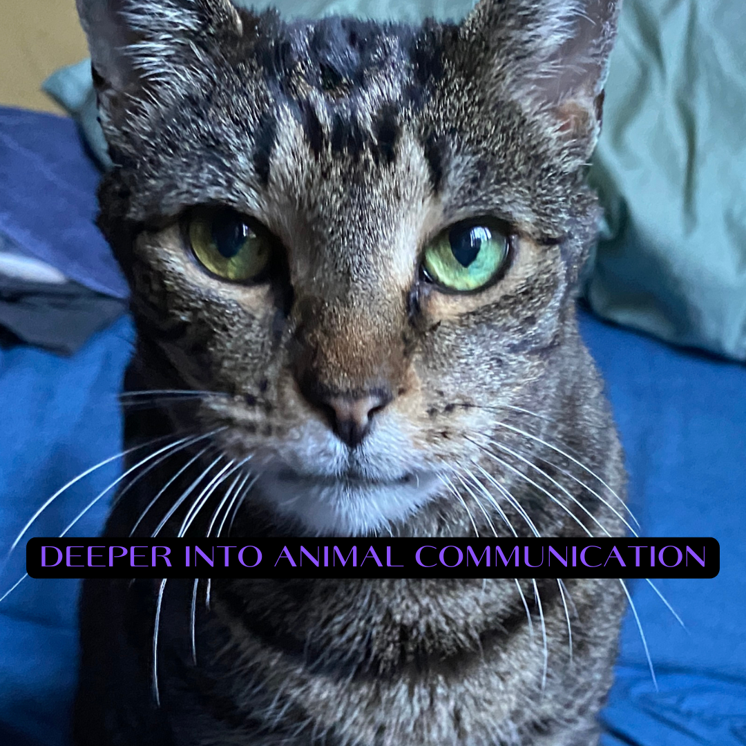 Deeper Into Animal Communication Workshop