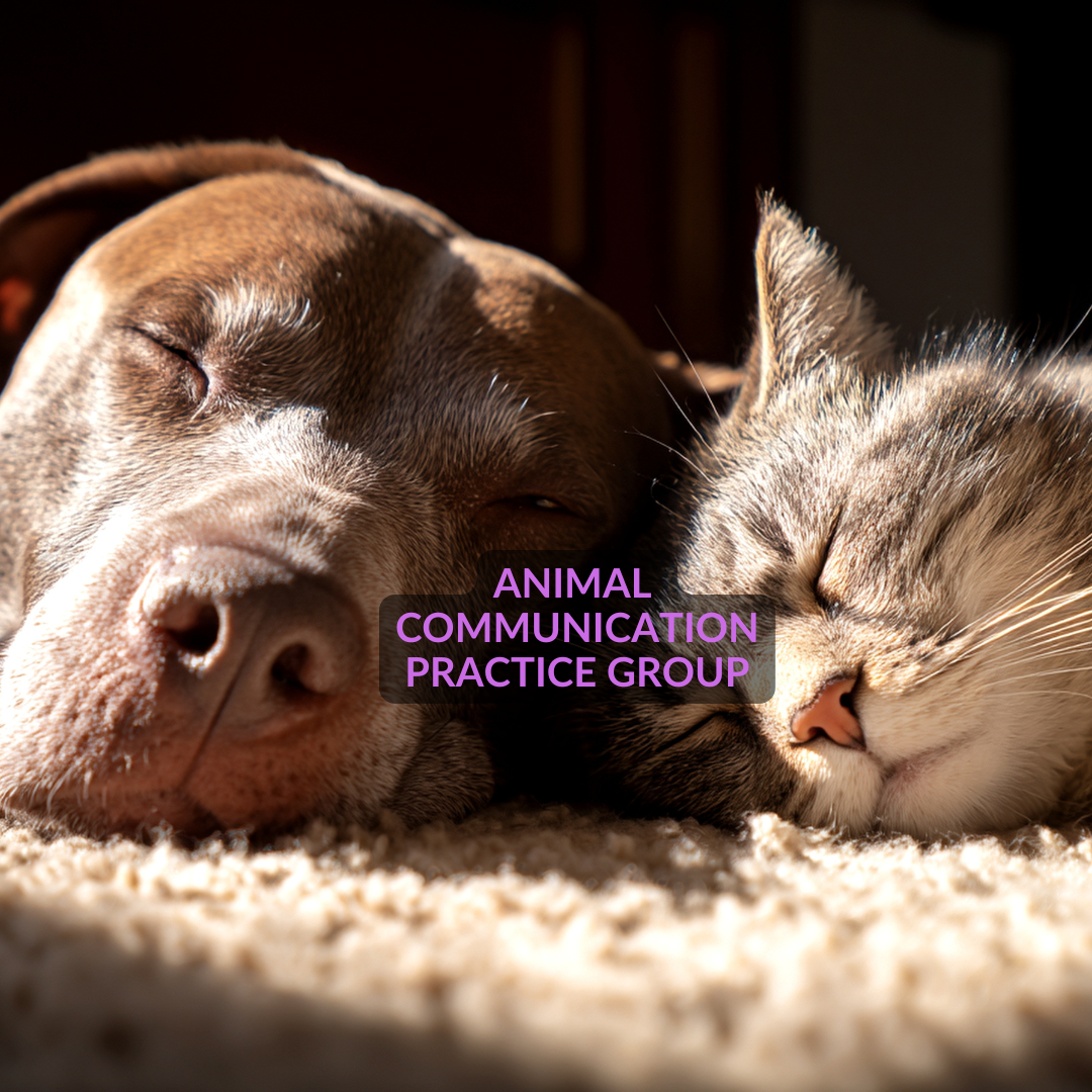 Animal Communication Practice Group