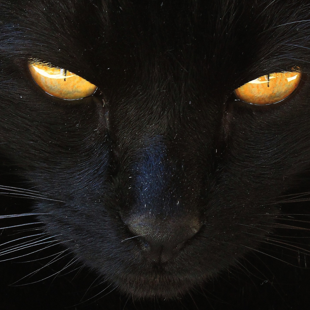 Introduction to Animal Communication Workshop