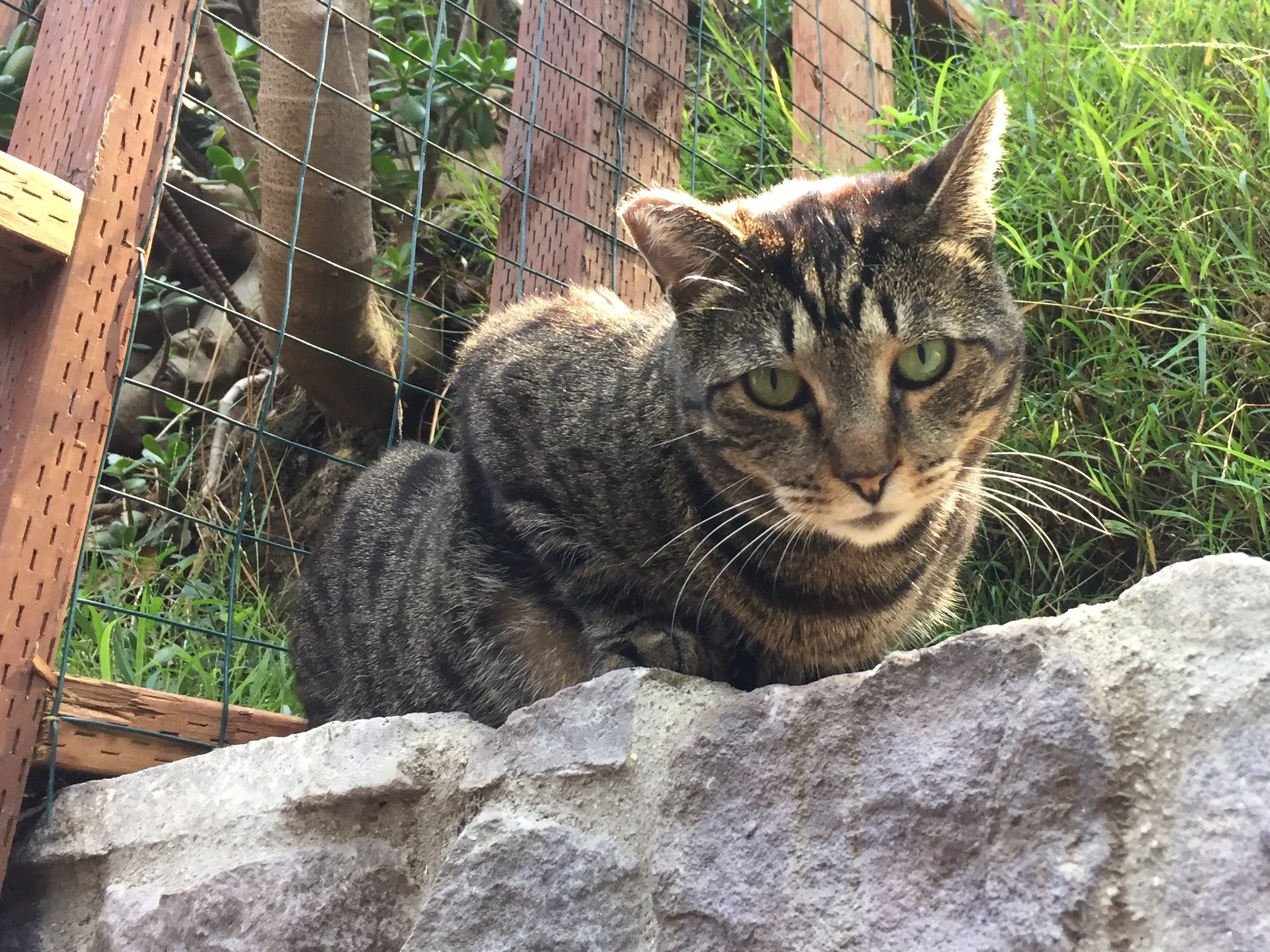 Introduction to Animal Communication Workshop
