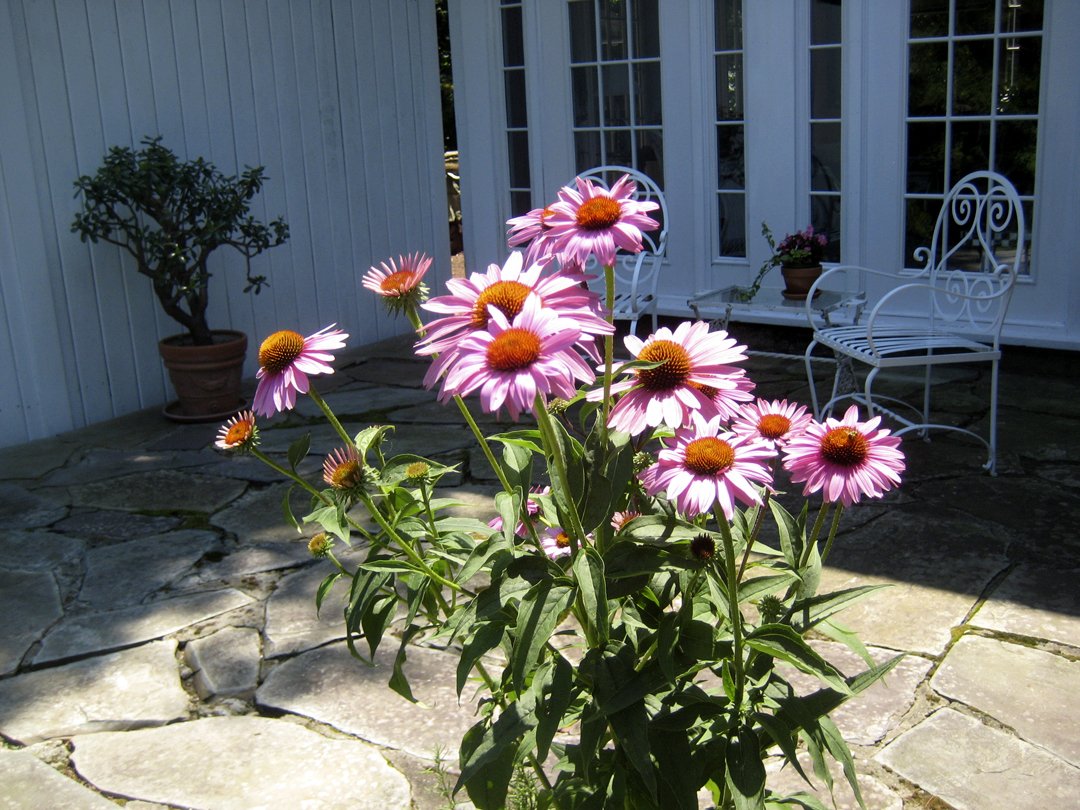 pollinator & medicinal garden.jpg