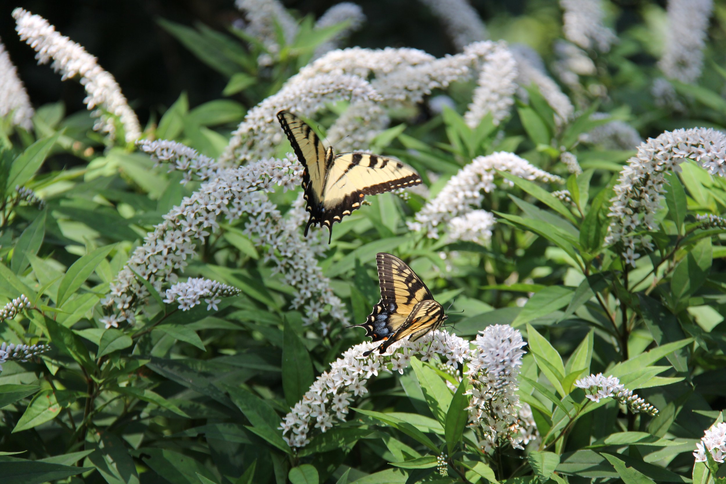 gardentour13_butterfly.jpg