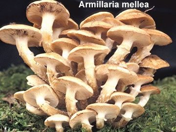 Armillaria mellea (2).jpg