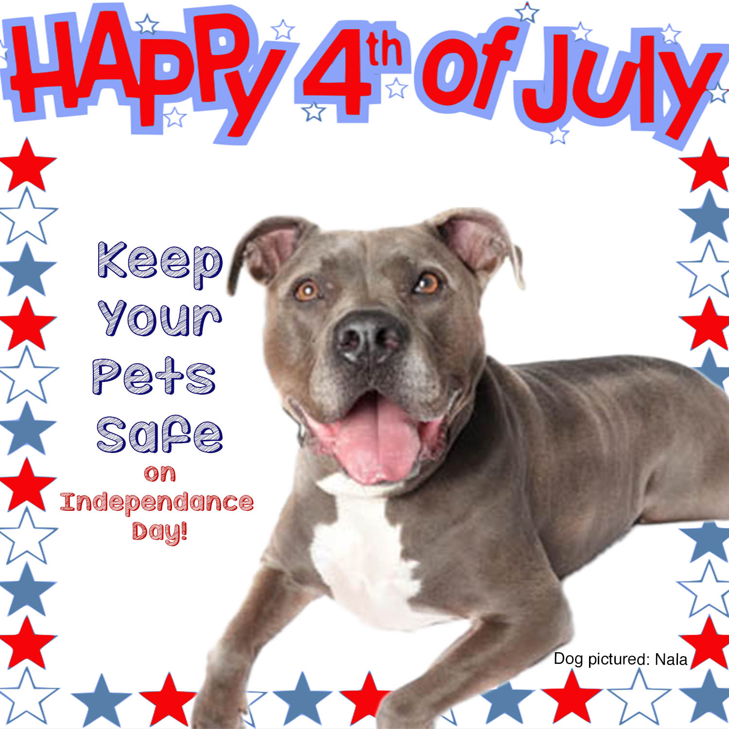 Keep Your Dog Busy, Happy & Safe with Bully Buddy this 4th of July!