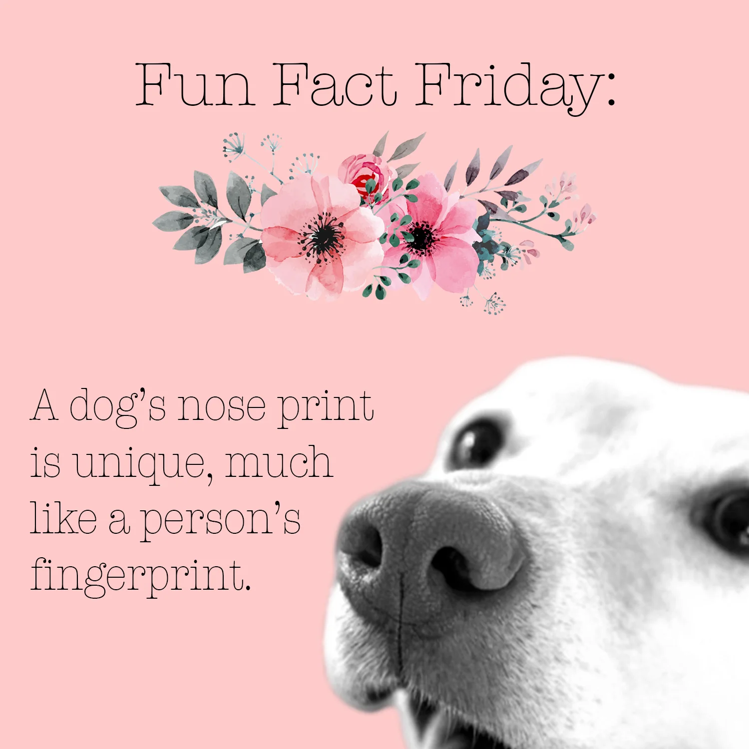 fact friday 1.jpg