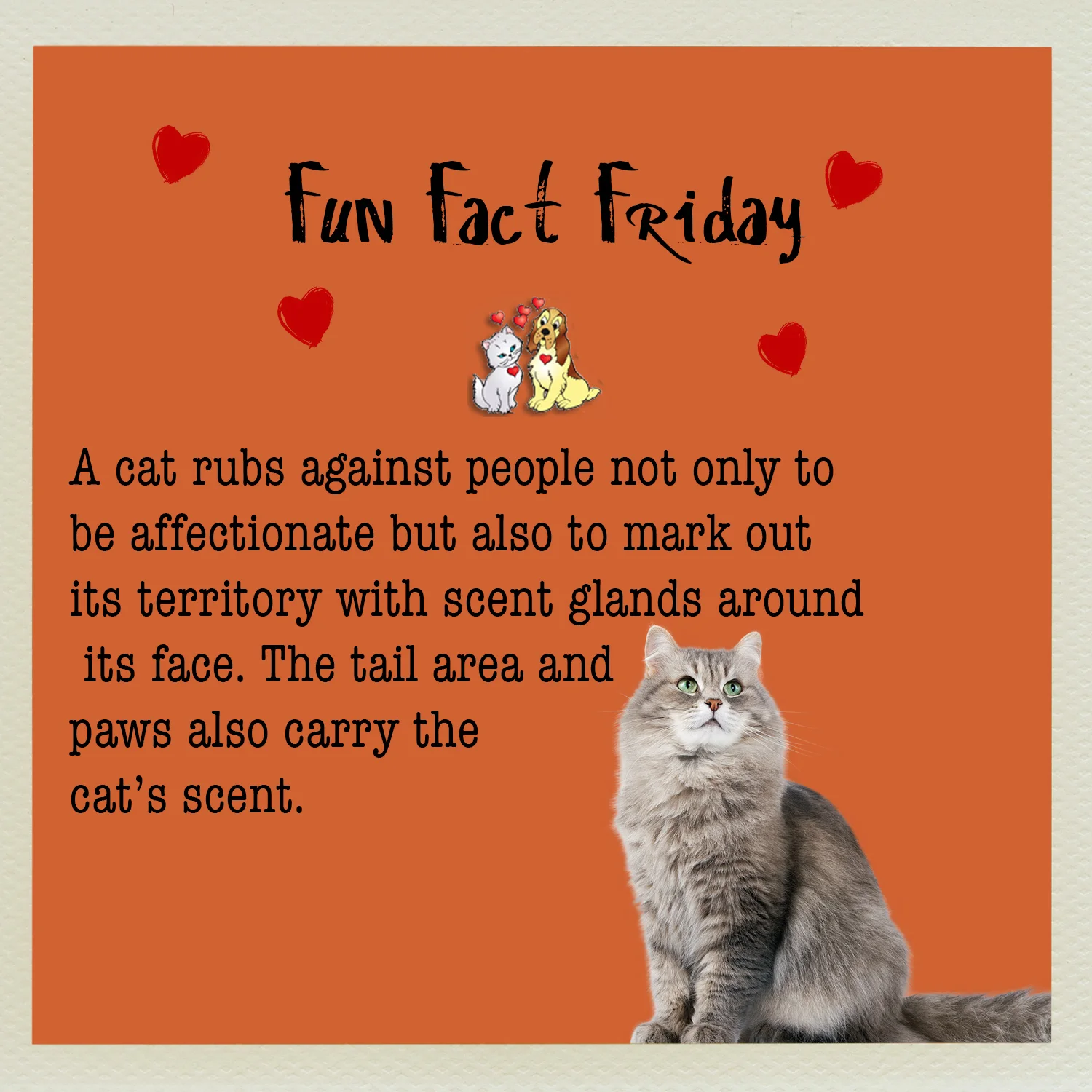 fun fact friday cat 3.jpg
