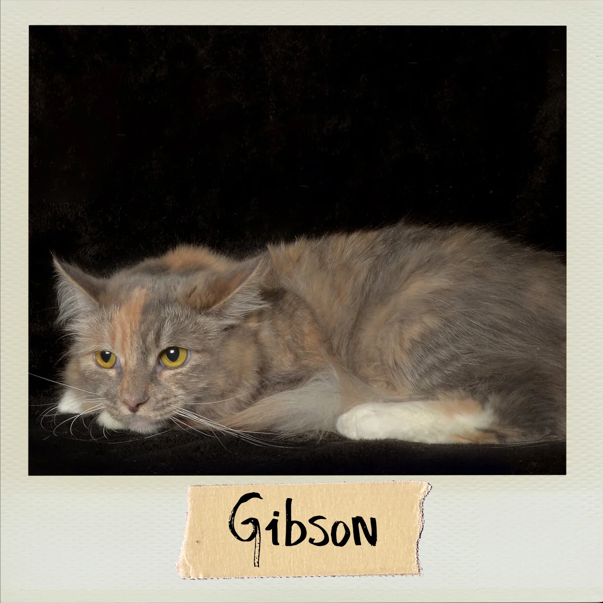 Gibson copy.jpg