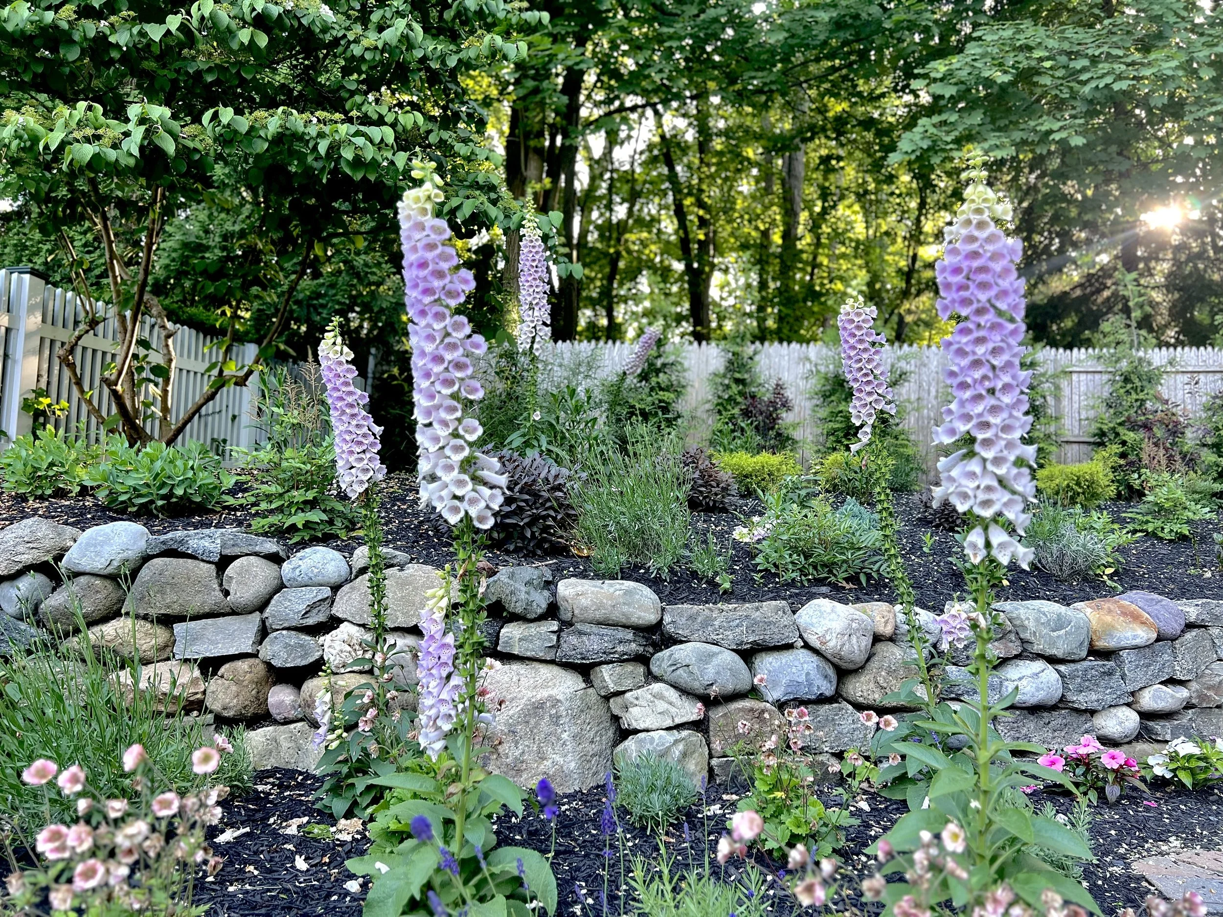 FOXGLOVE IMAGE.jpg
