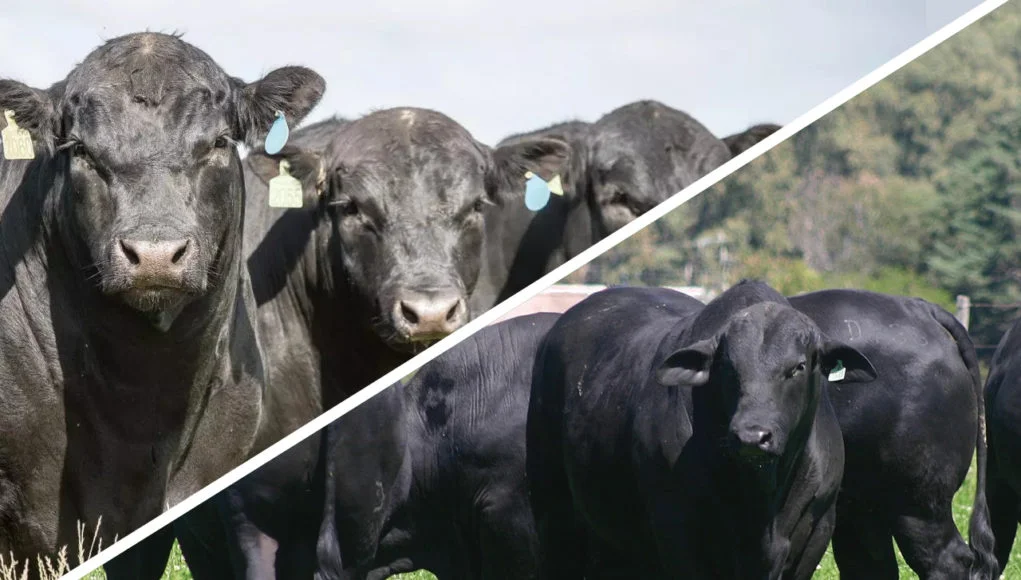 Voce Sabe A Diferenca Da Carne Angus E Brangus Br Texas Touro