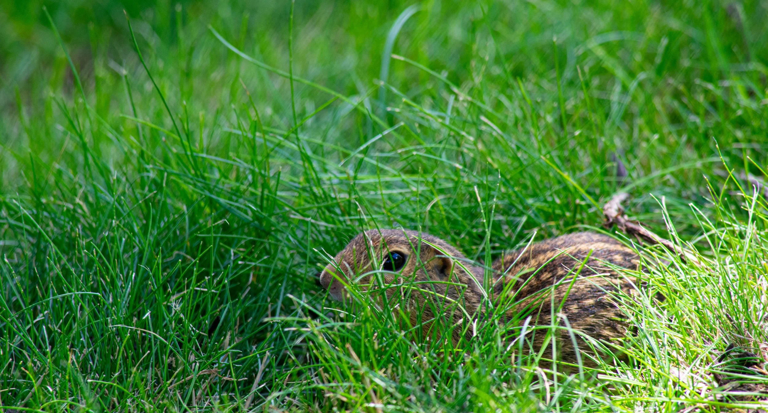 He's hiding-1.jpg
