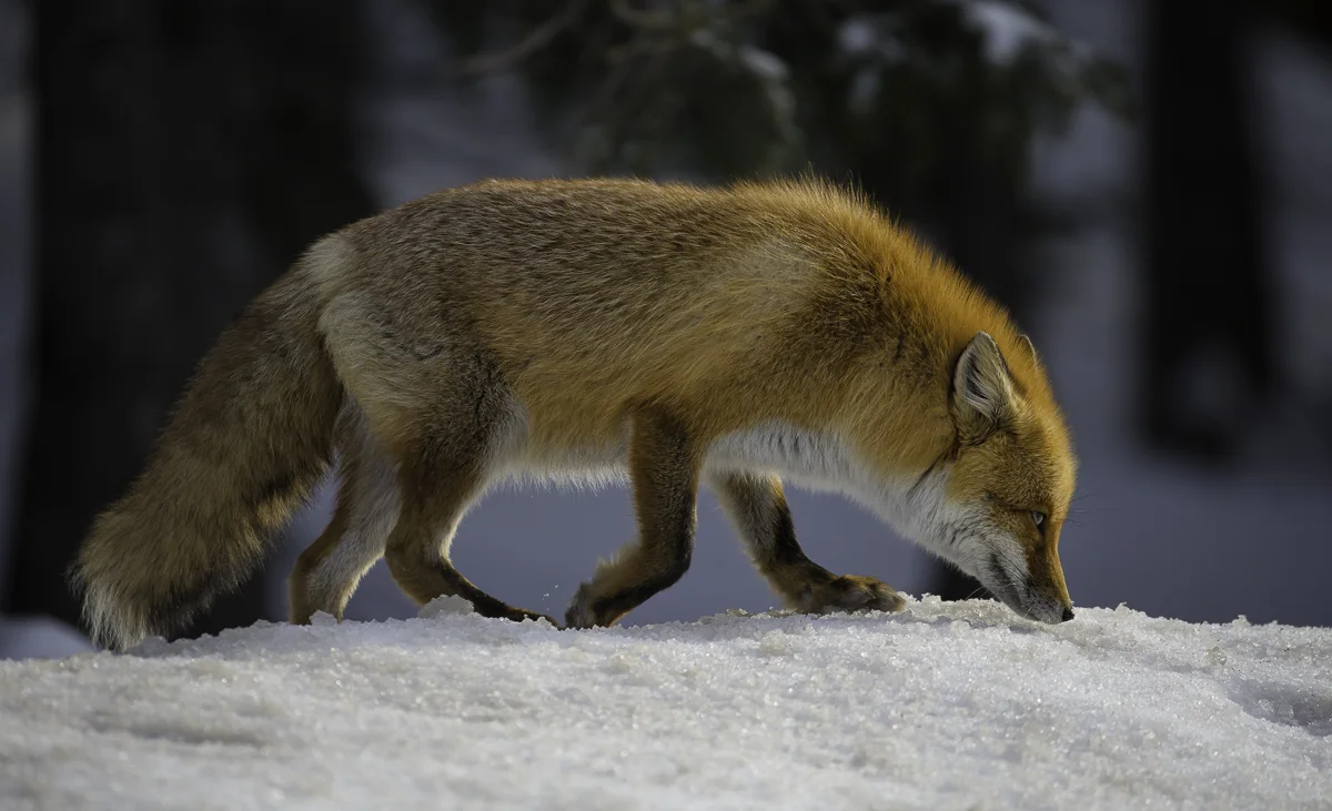 RED FOX 4, Japan 2016