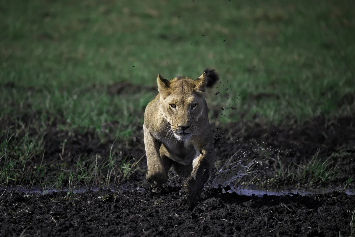 APPROACH, Botswana 2017