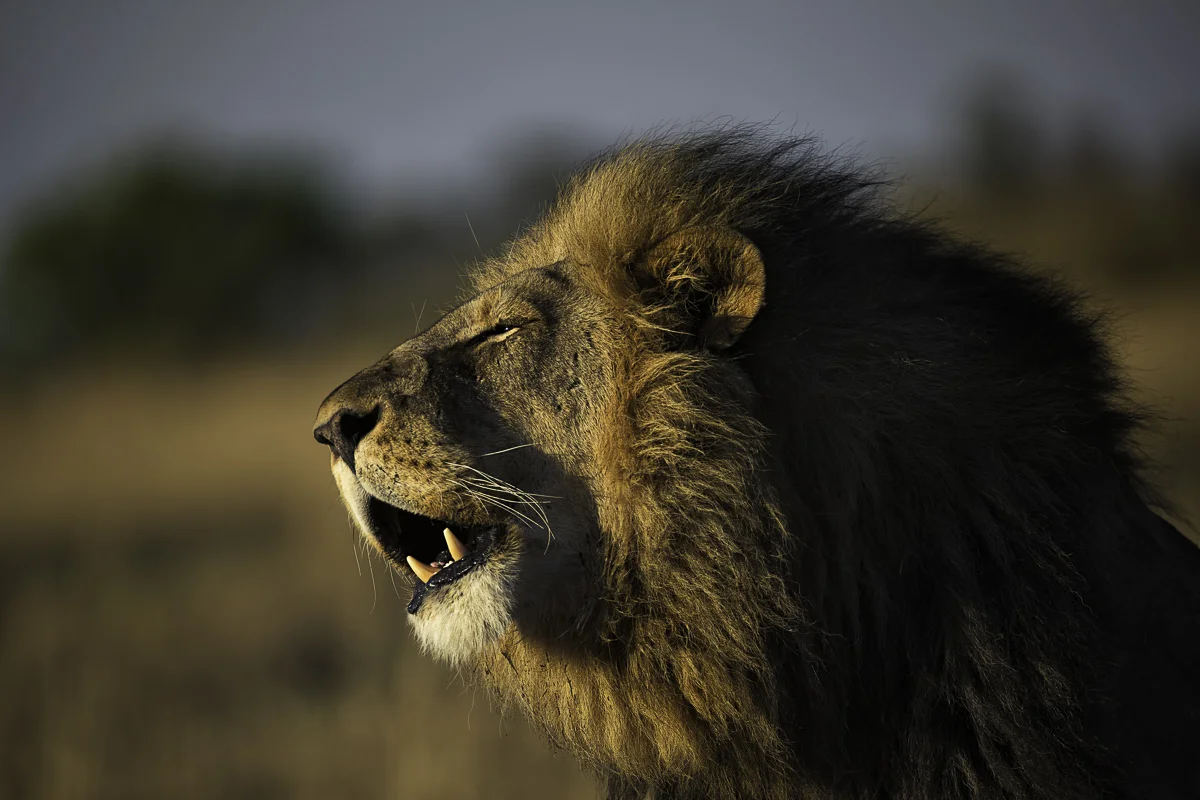 CALL 2, Botswana 2017