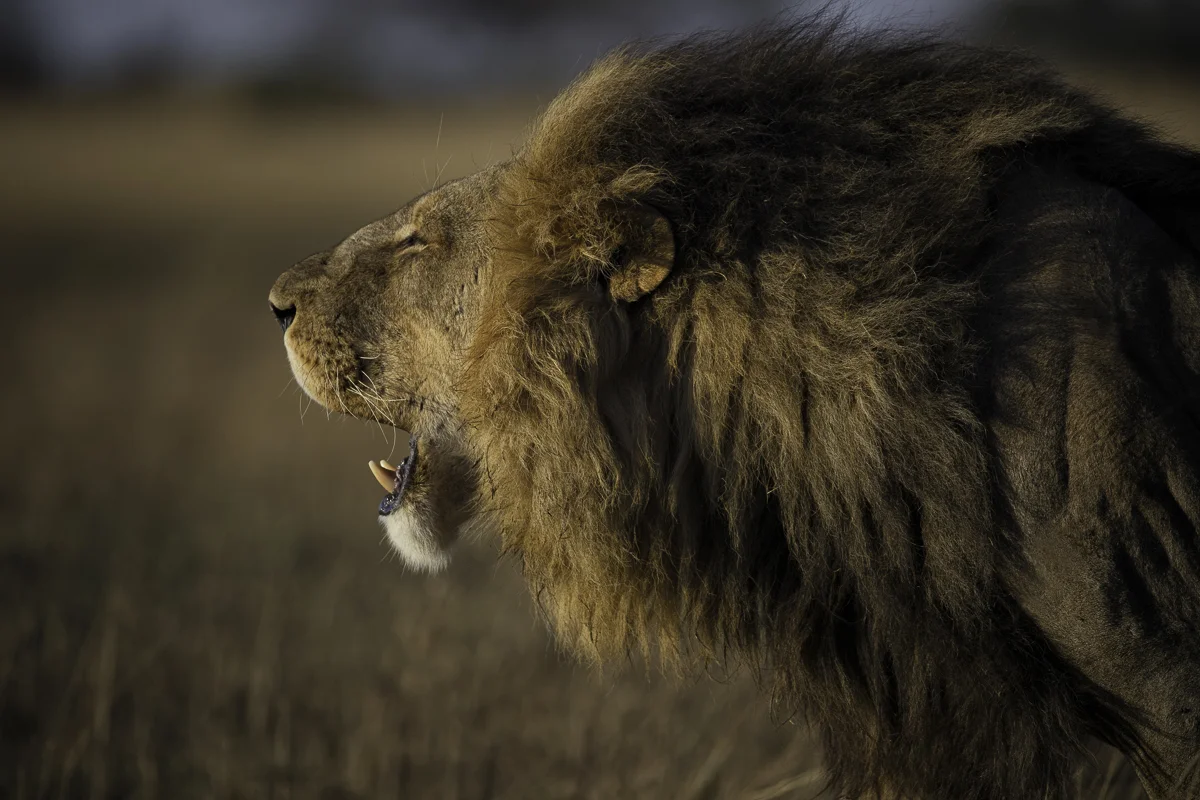 CALL, Botswana 2017