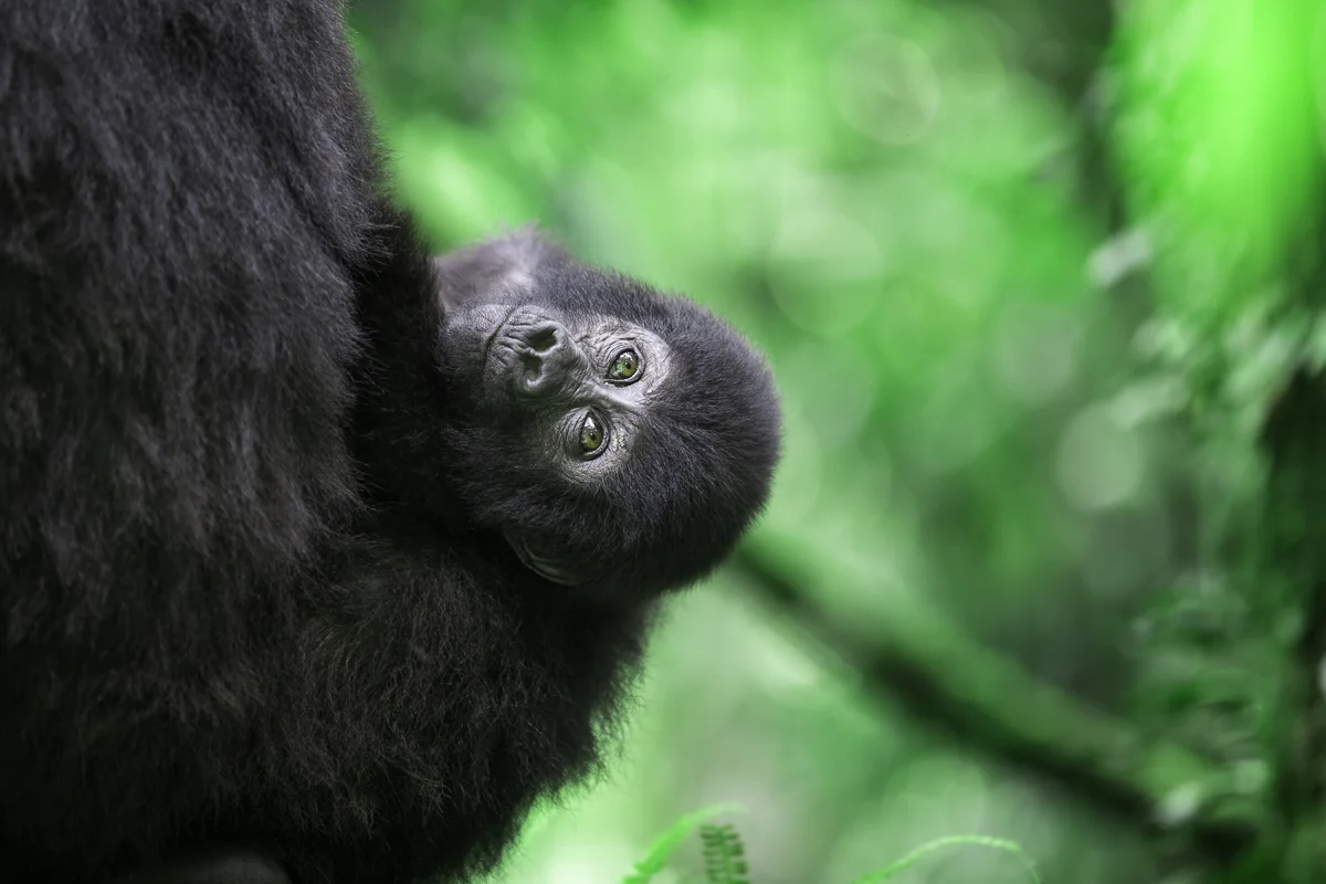 CLINGING, Uganda 2017