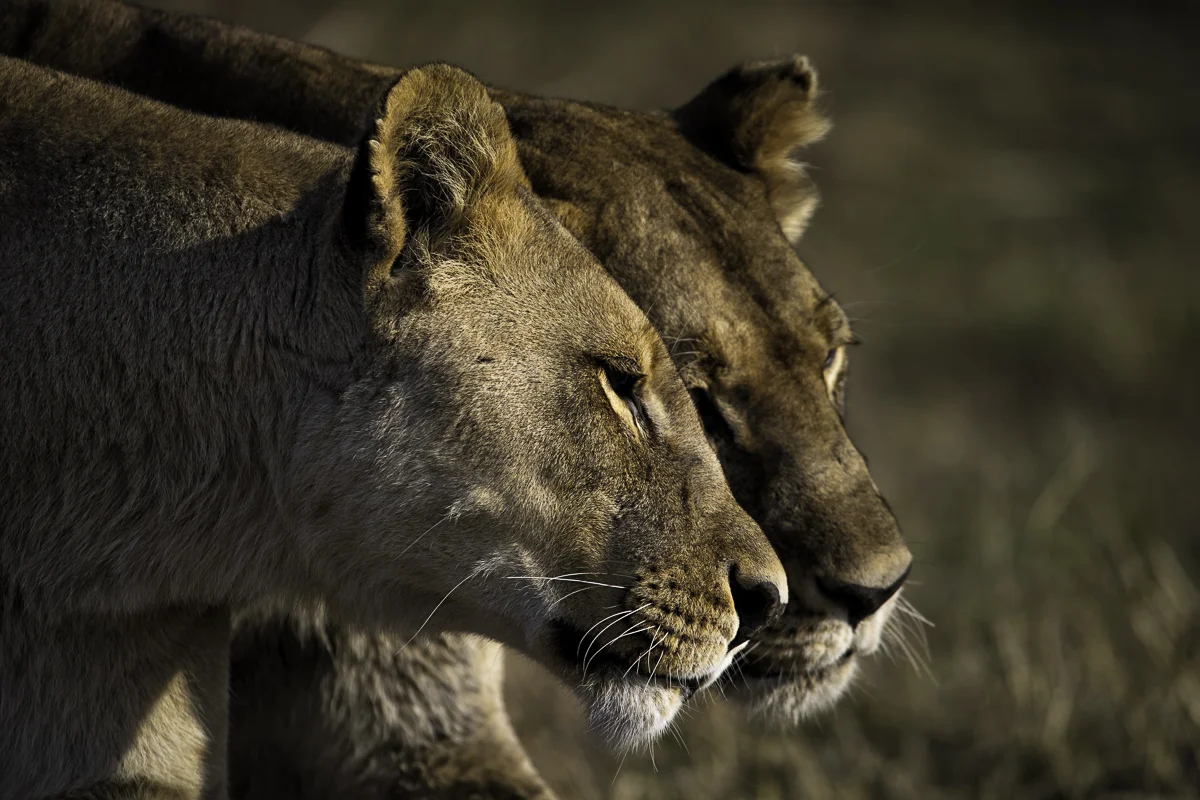 CONNECTION CALL, Botswana 2017
