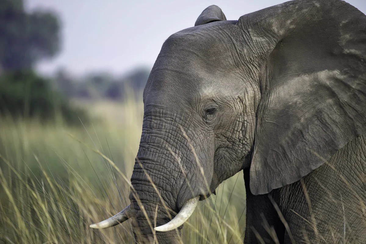 ELE PORTRAIT, Botswana 2017