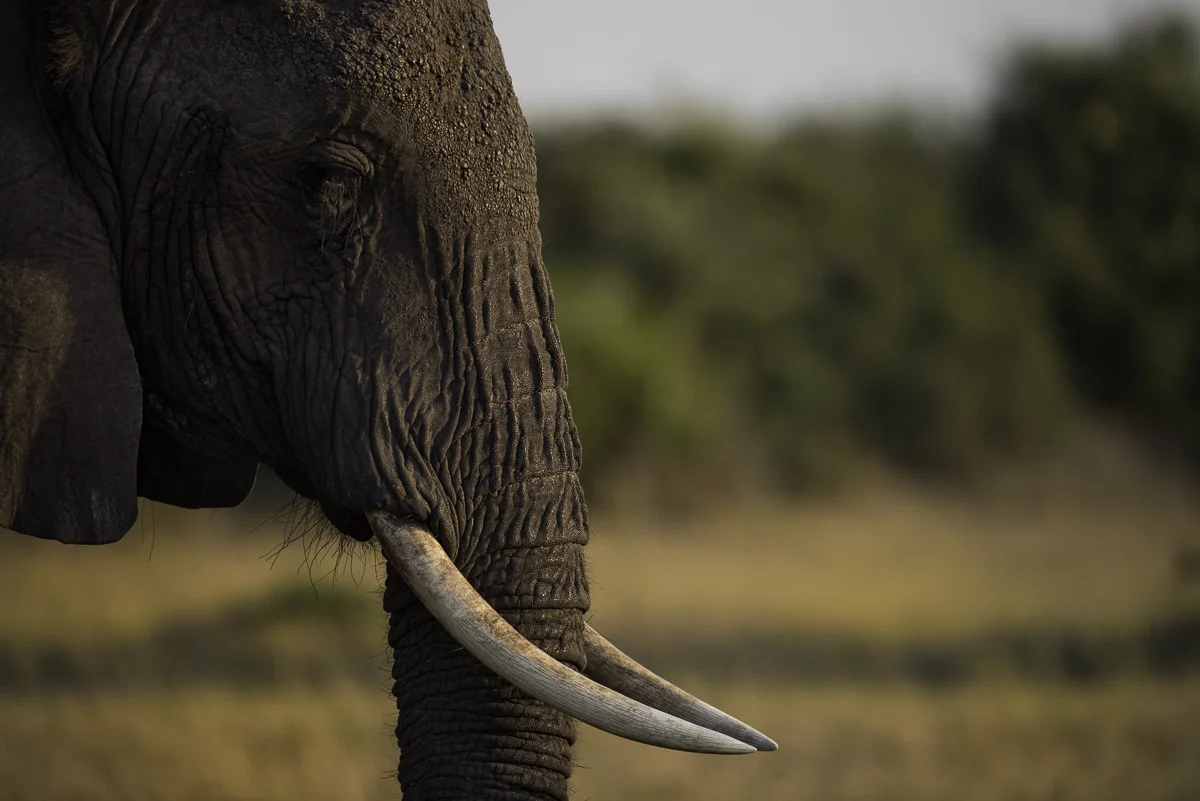 ELEPHANT 9, Botswana 2017