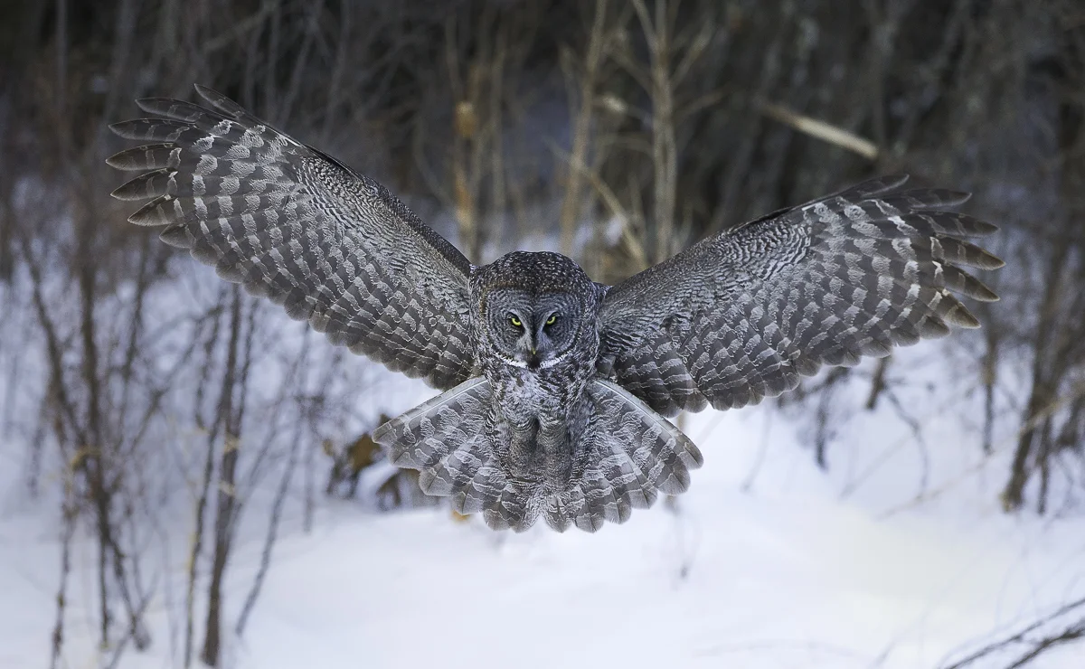 Landing Gray, Minnesota 2014