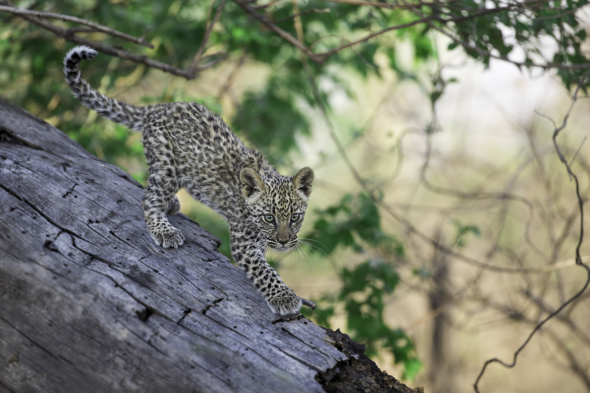 LEOPARD CUB 1, Botswana 2017