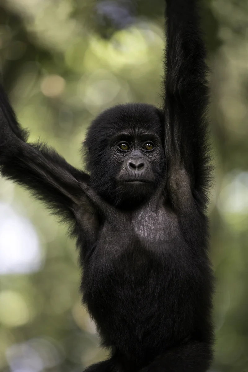 LITTLE CLIMBER, Uganda 2017