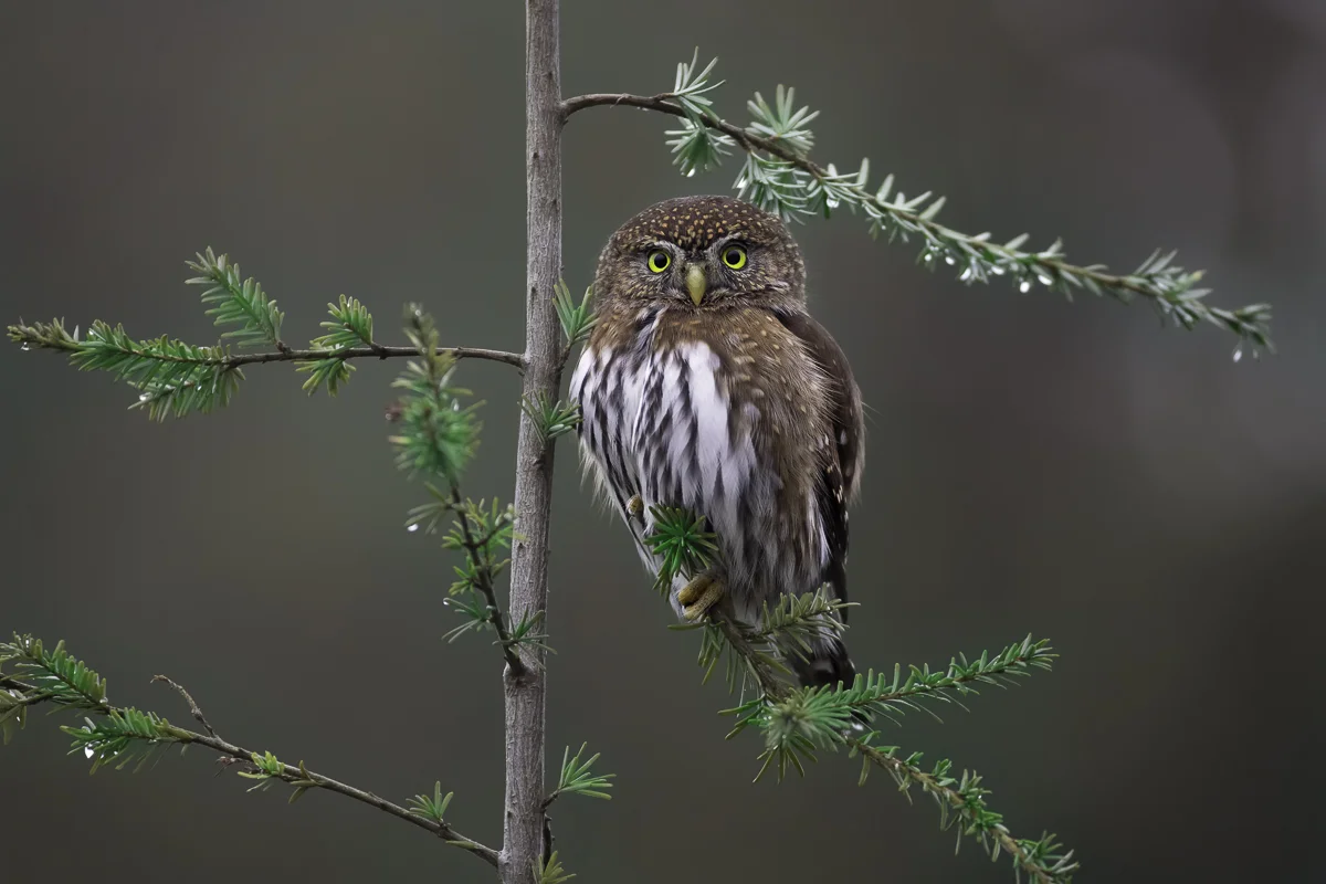 PYGMY 5, British Columbia 2017