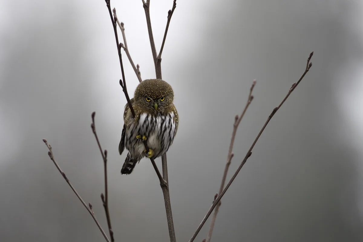 PYGMY OWL 1, British Columbia 2017
