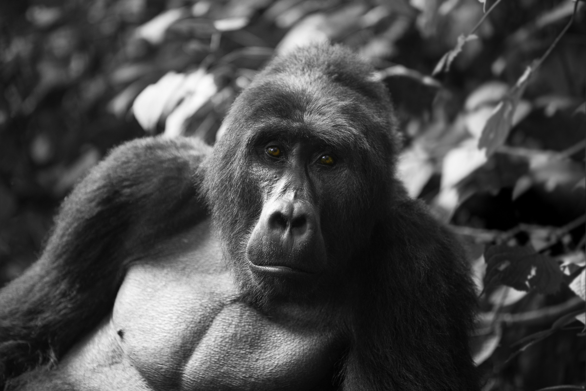 SILVERBACK STARE, Uganda 2017
