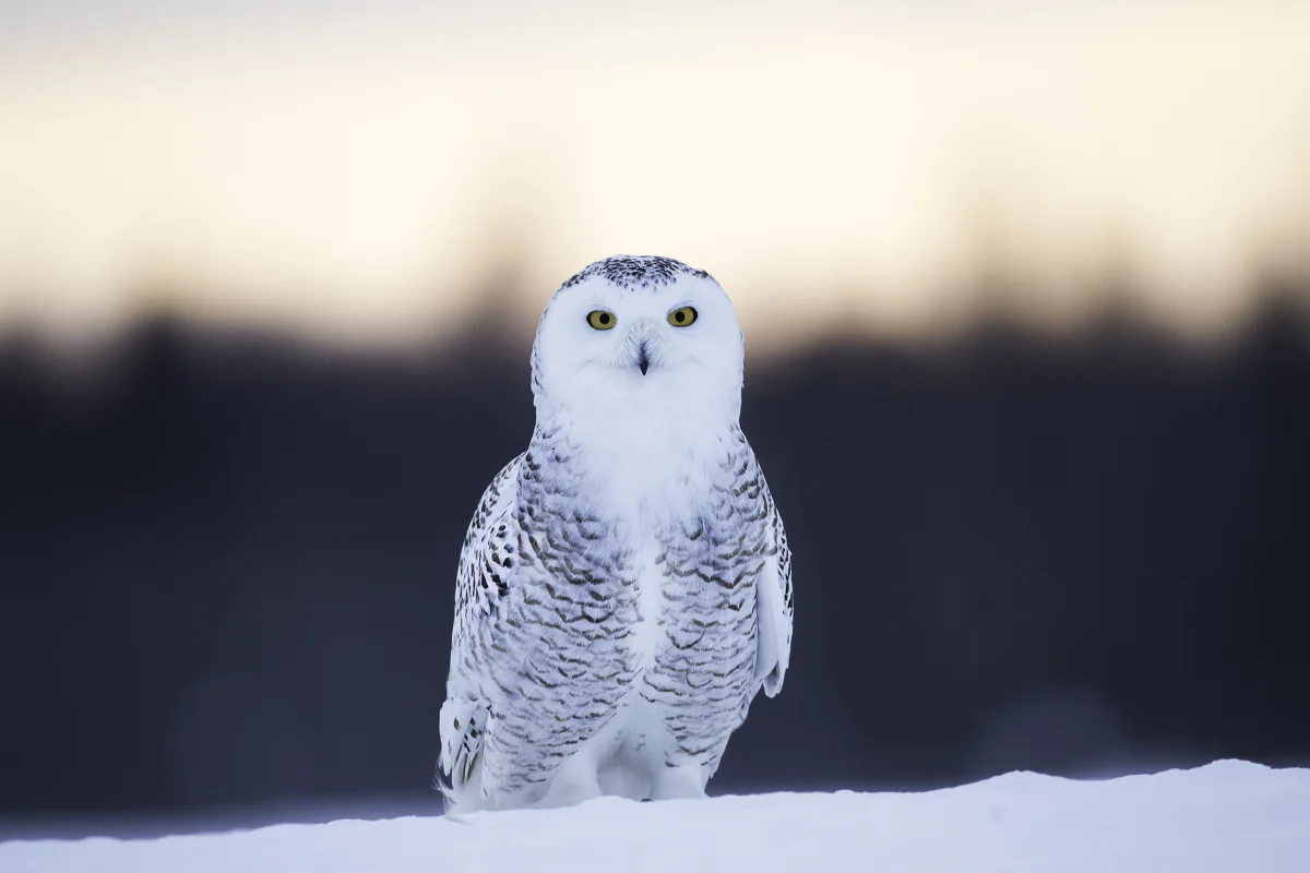 SNOWY STARE, Quebec 2017