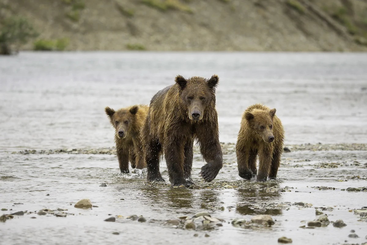 MOM AND CUBS, Alaska 2015