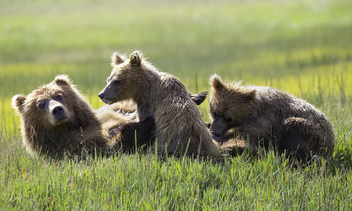 NURSING, Alaska 2015