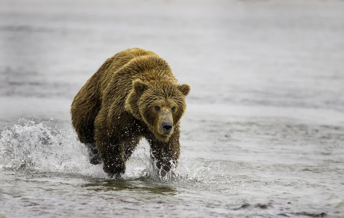 RUNNER, Alaska 2015