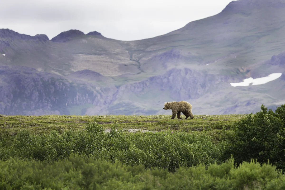 STROLLING, Alaska 2015