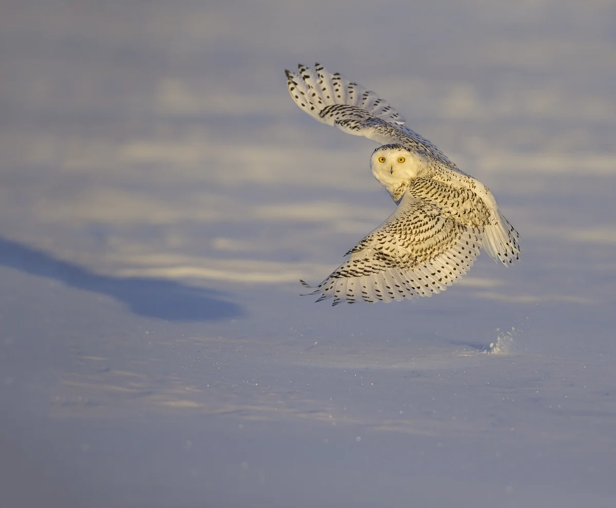 SNOWY 39, Quebec 2014