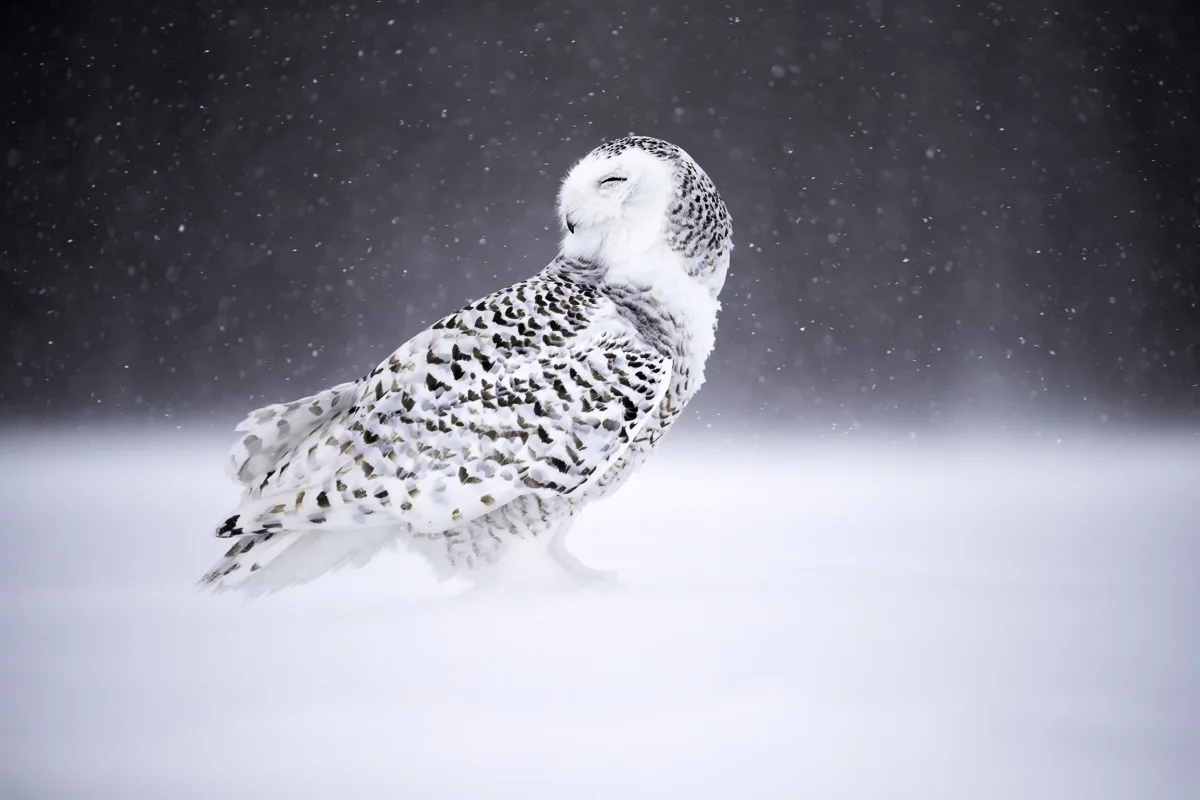 SNOWY STORM, Quebec 2017